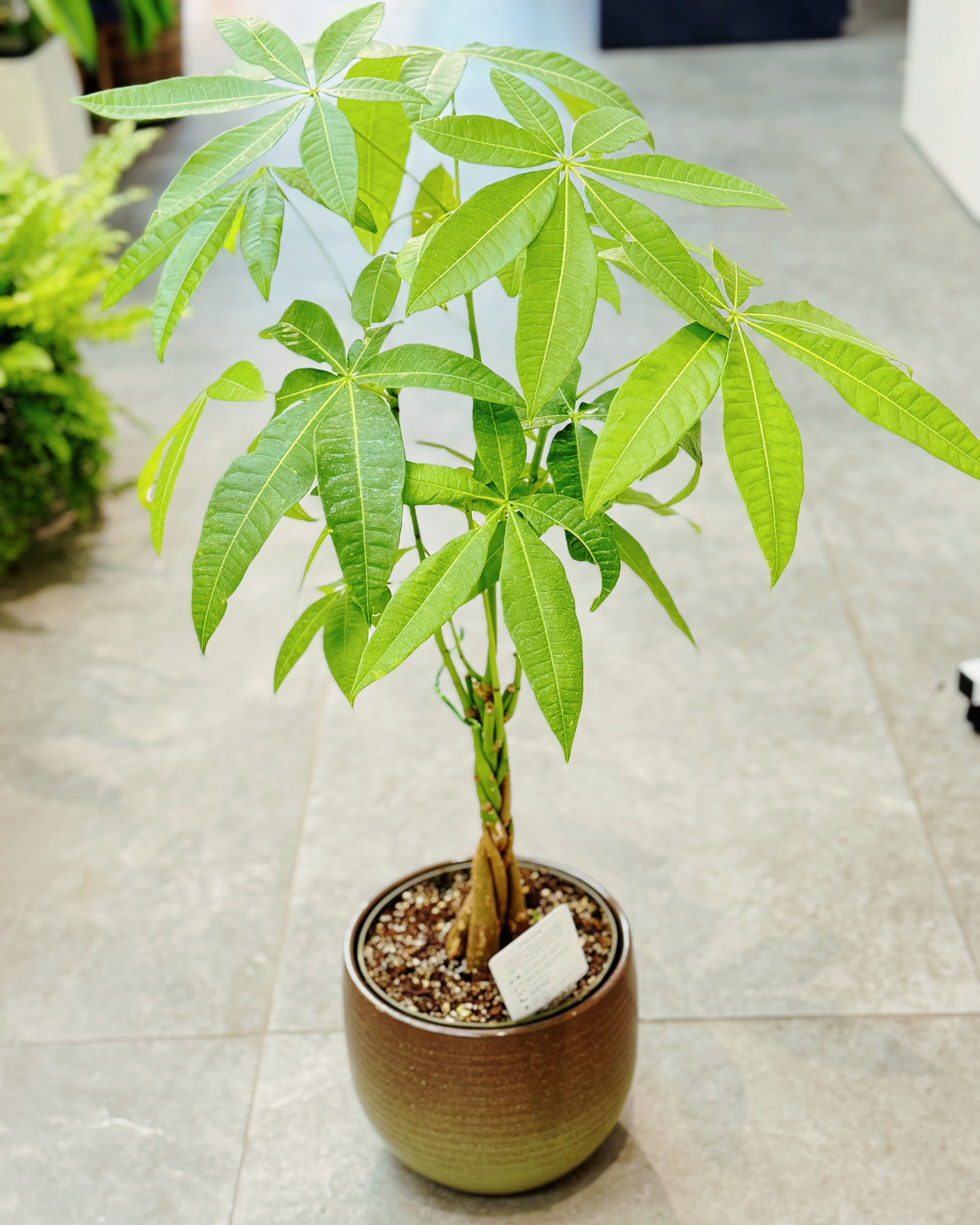 15-Money Tree Plant fp.jpg