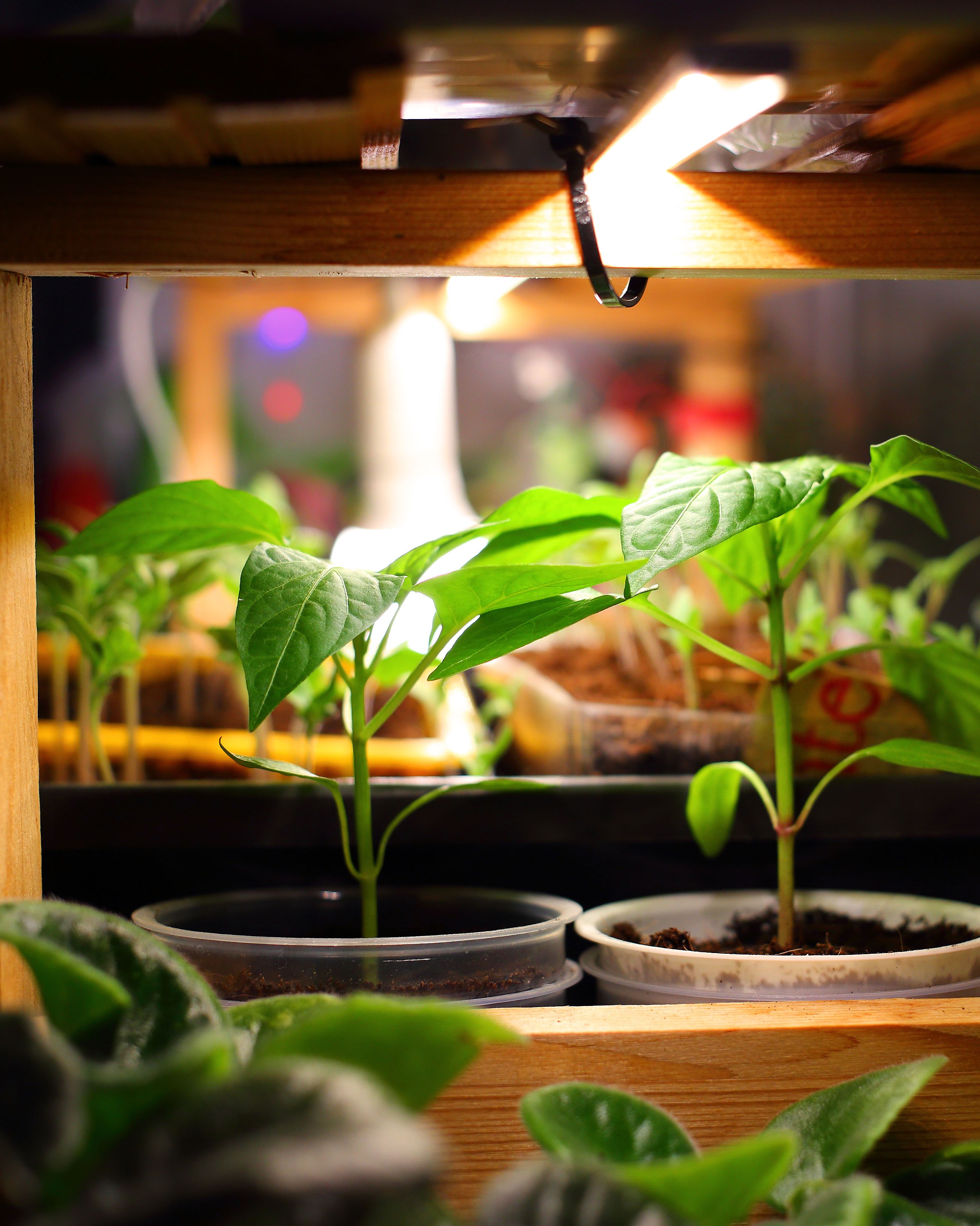 grow lights fp.jpg