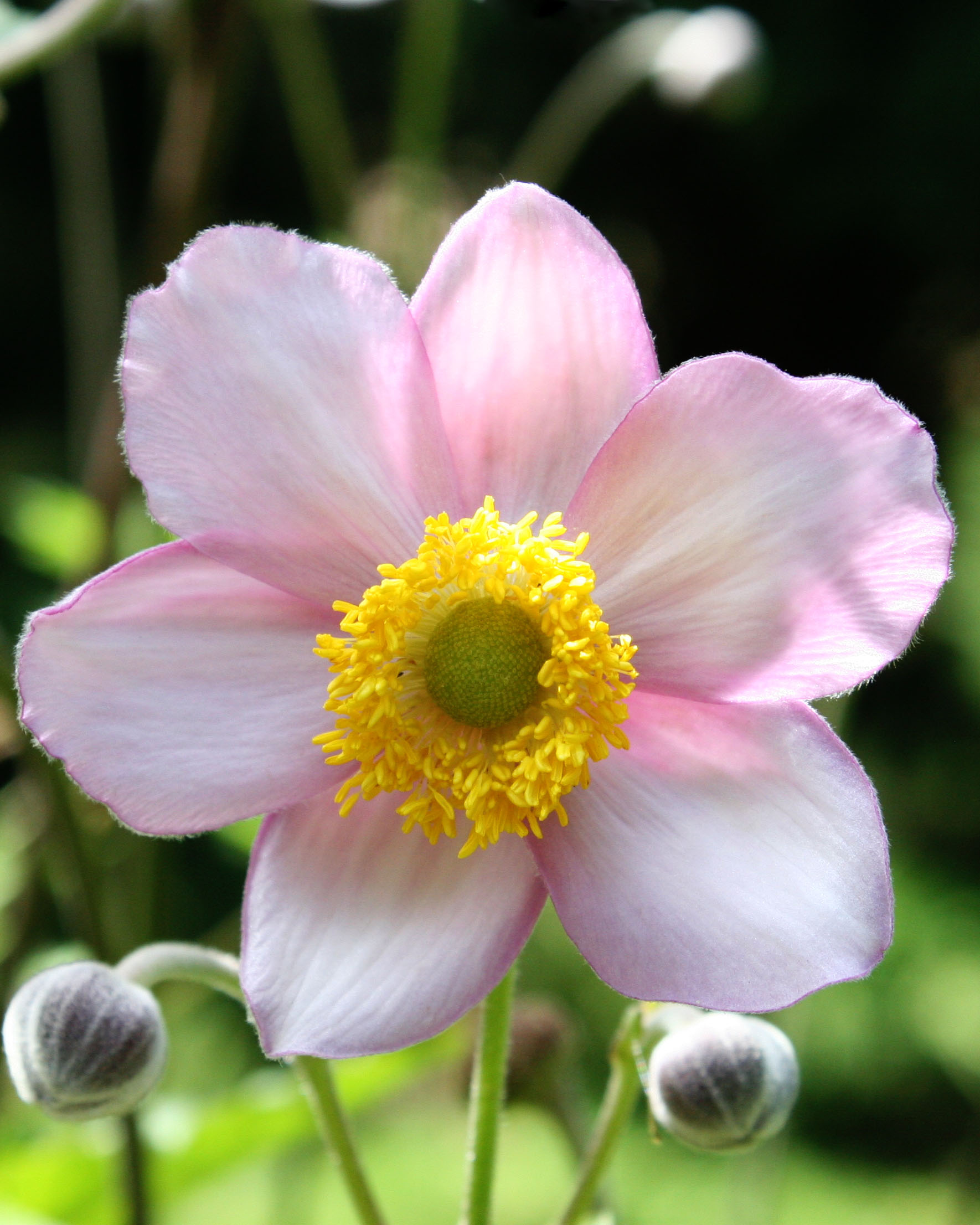 jap anemone fp.jpg