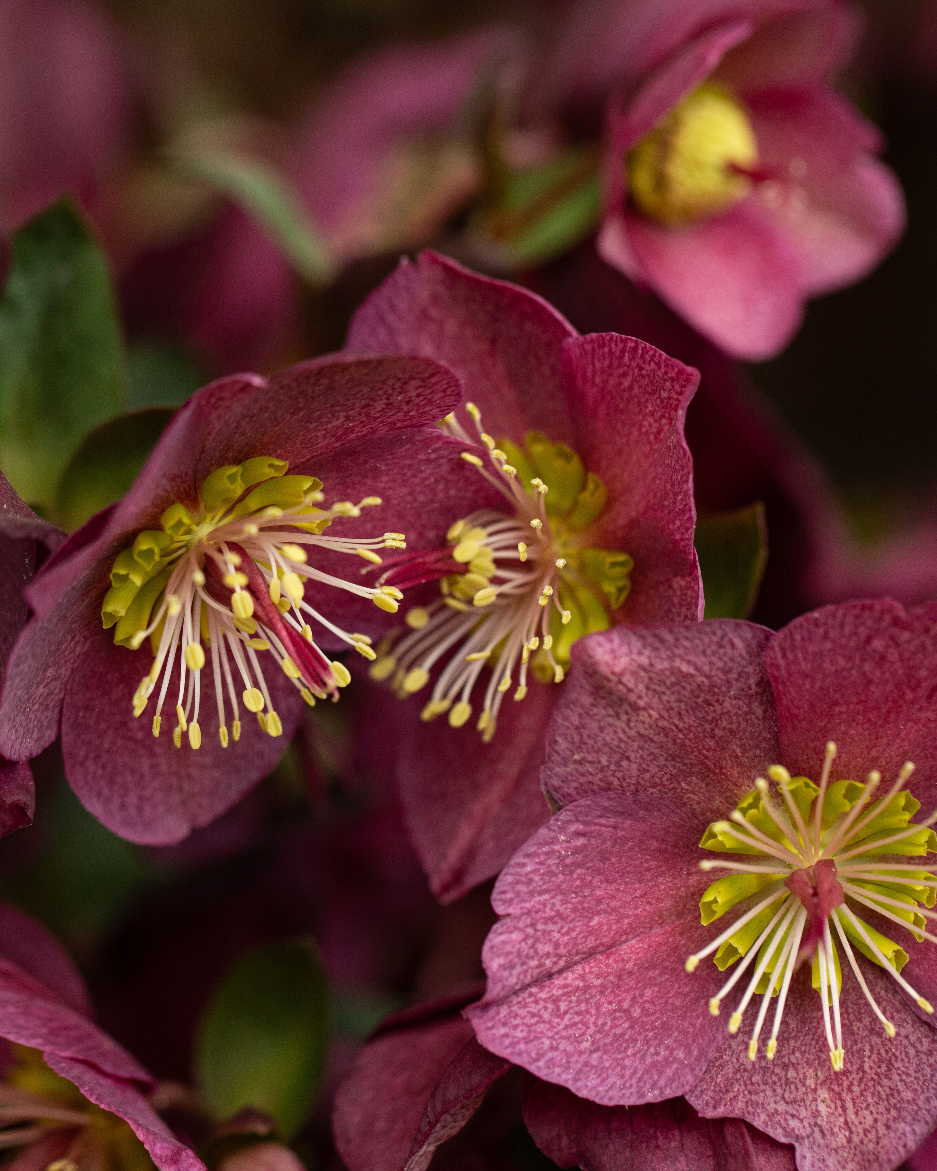Hellebores fp.jpg