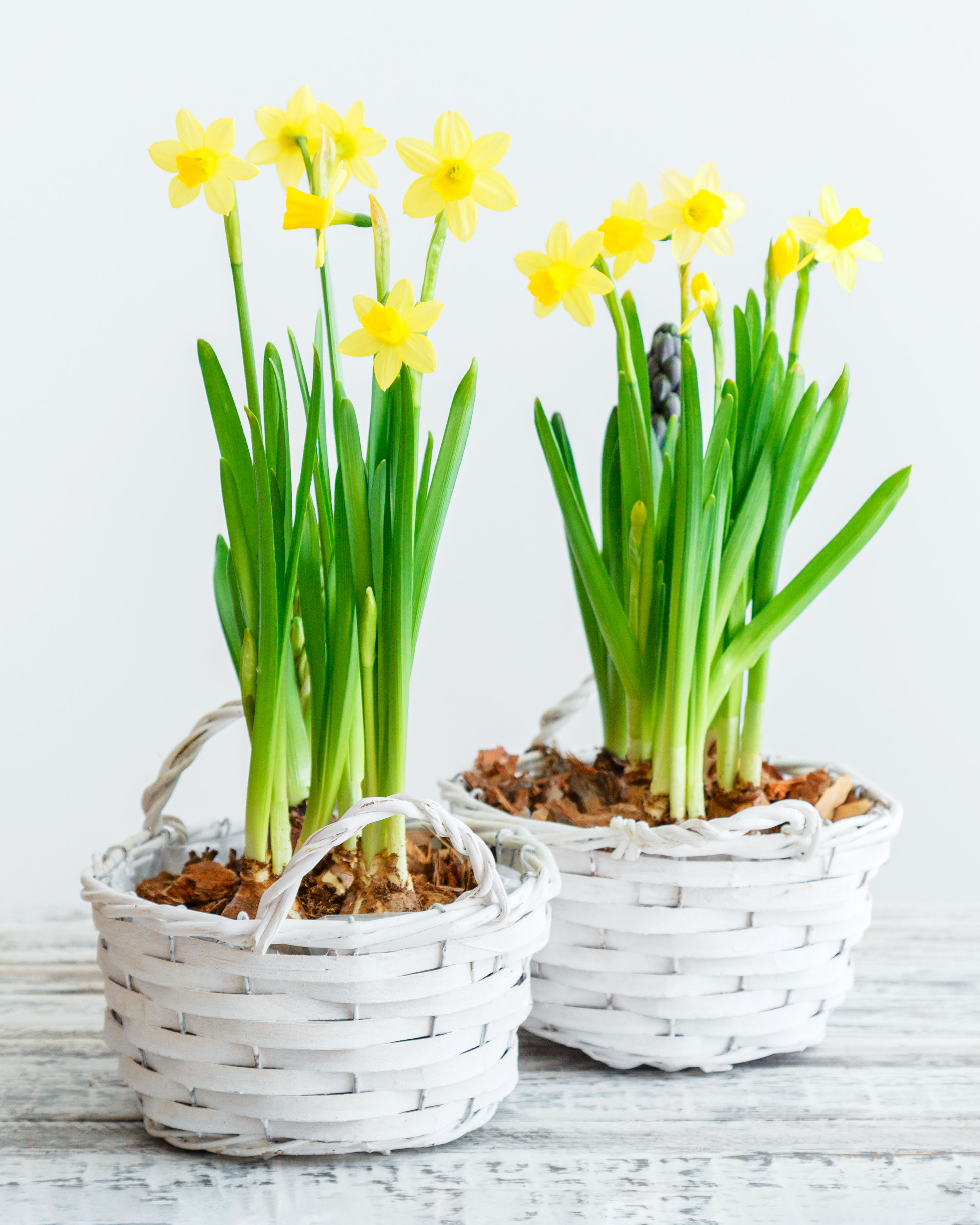 daffodils 水仙 fp.jpg