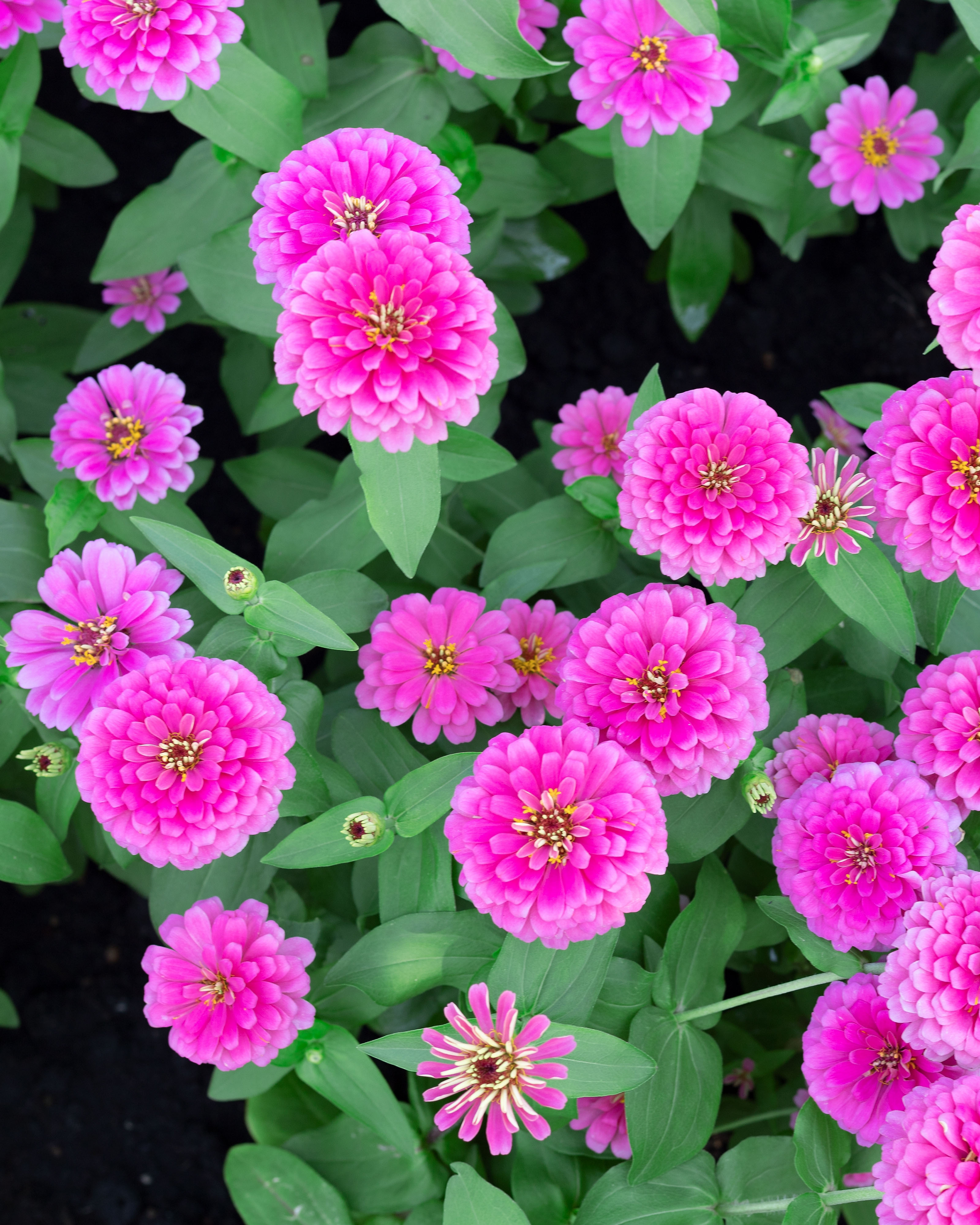 zinnia fp.jpg