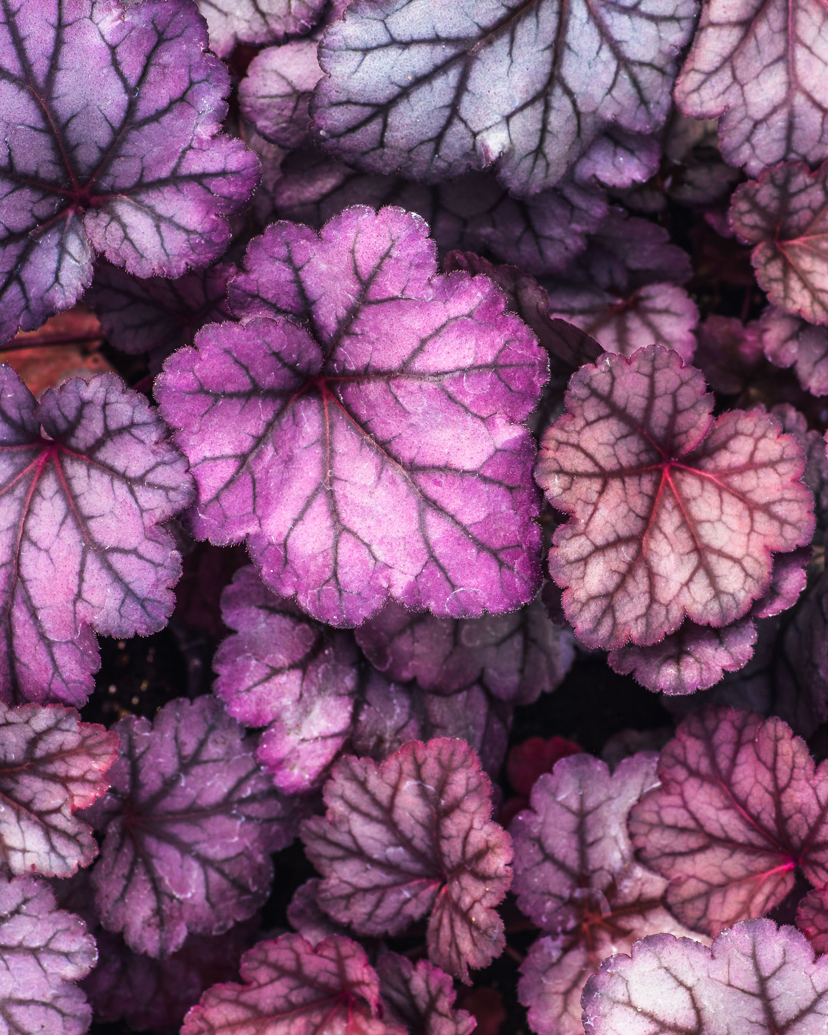 heuchera fp.jpg