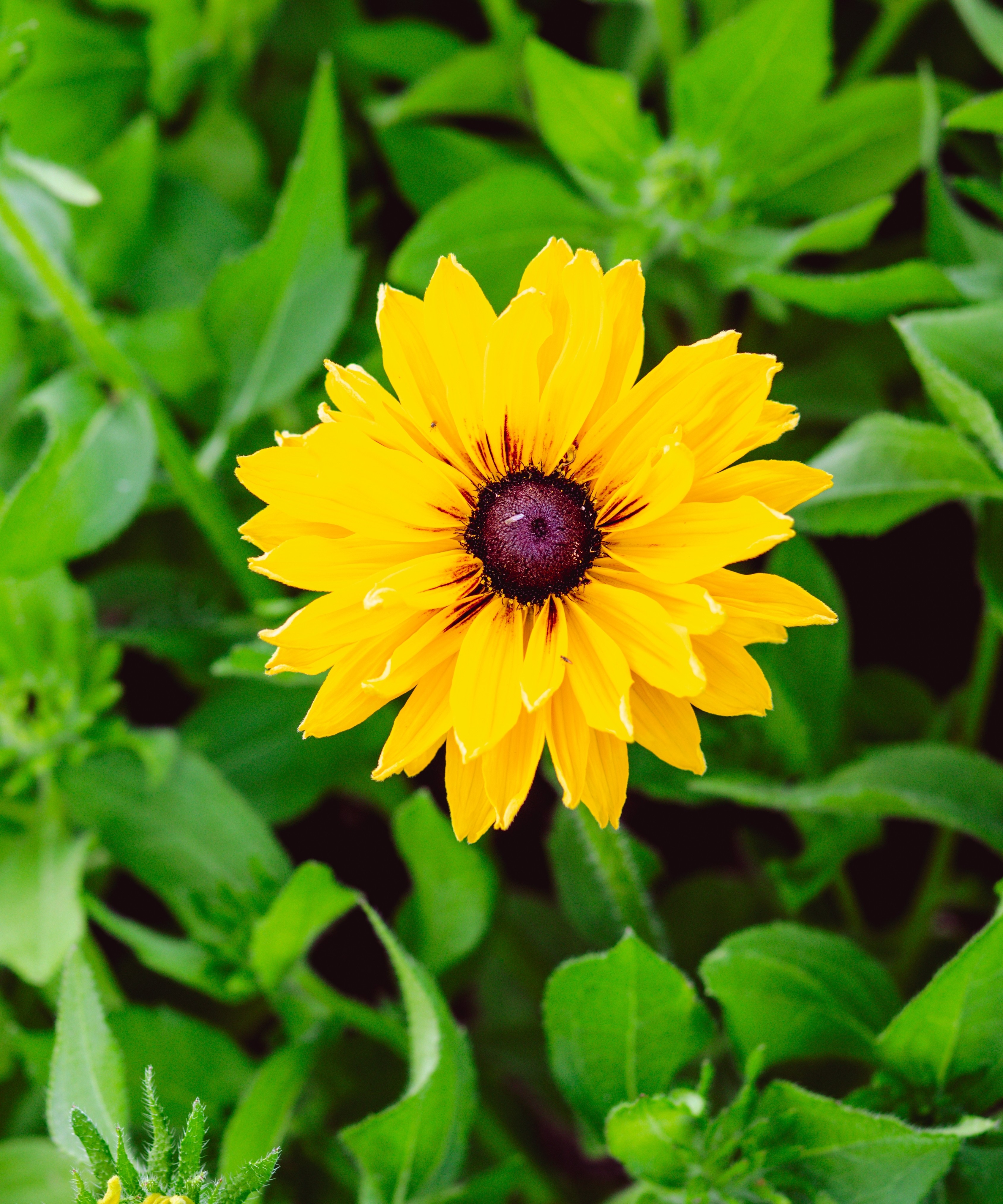 Black eyed Susan.jpg