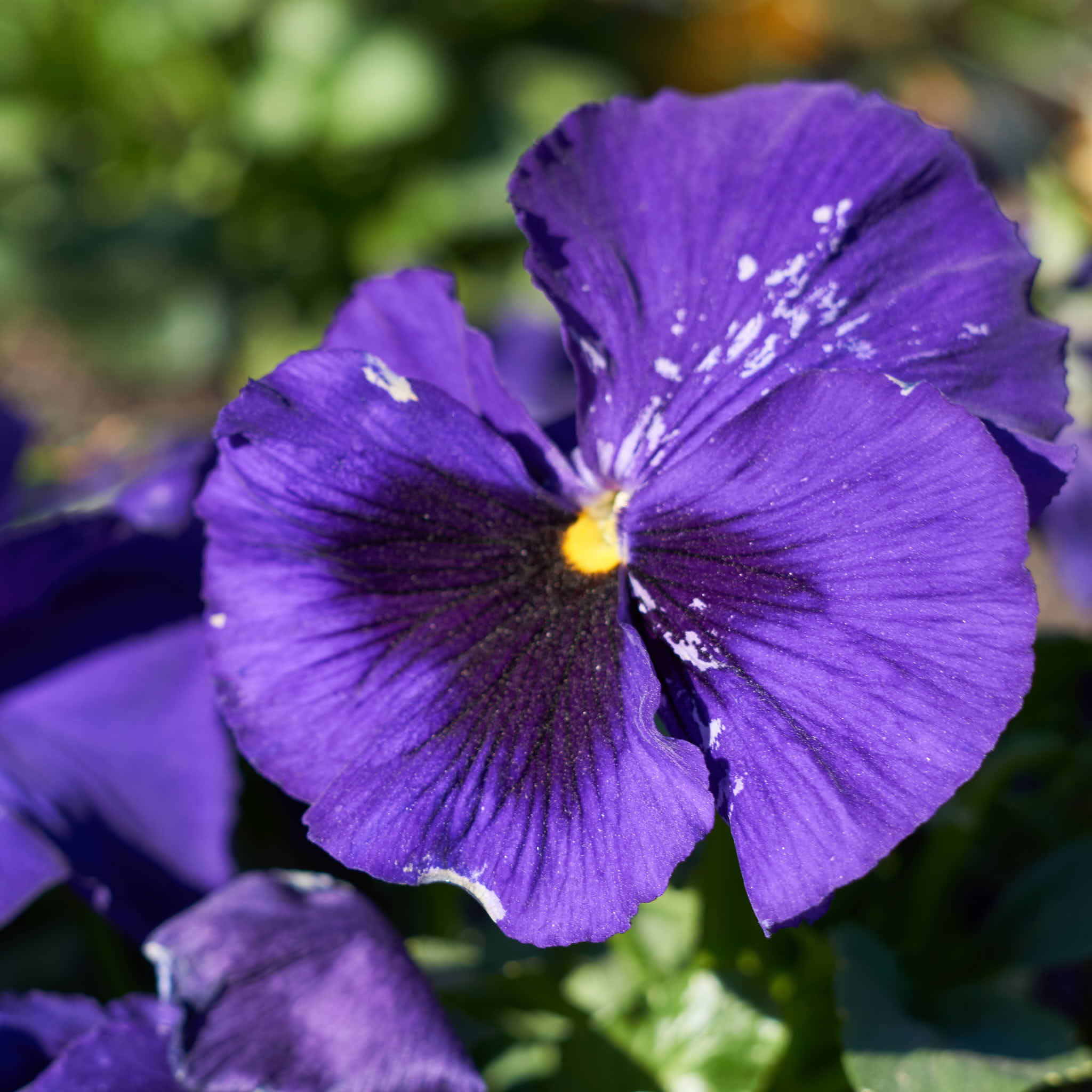 Pansy 4.jpg