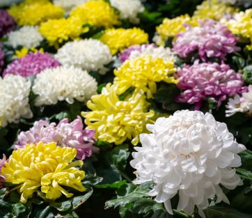 October Garden Guide: Colorful Blooms and Fall Prep in Vancouver