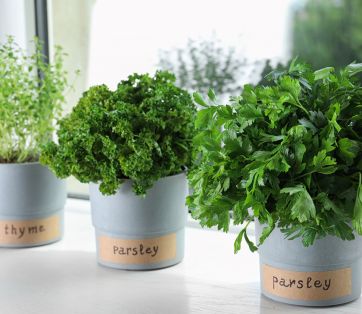 How to Grow Food on a Balcony in Vancouver