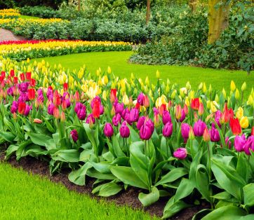 Gardening Resolutions: Setting Goals for a Beautiful Garden in 2025