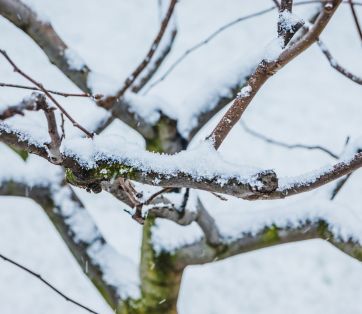 Best Winter-Blooming Plants in Vancouver