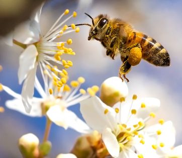 Create a Pollinator Paradise: Bee-Friendly Plants for June