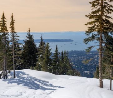 Spotlight on Winter Blooms: Highlighting Plants That Thrive and Bloom During Winter in Vancouver