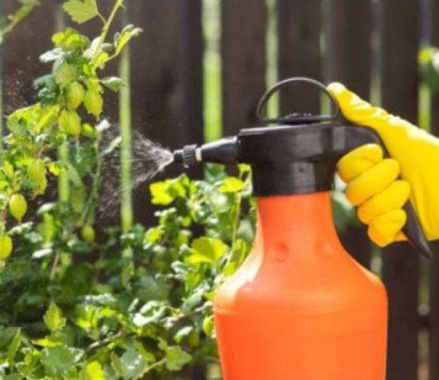 Identifying Common Garden Enemies