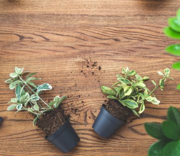 Repot with Confidence: Simple Tips to Keep Your Plants Happy