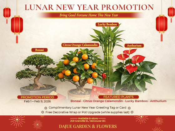 valentines-day-promo